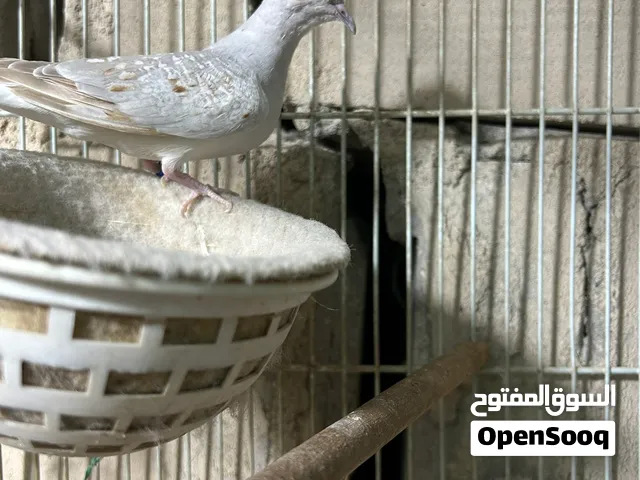يوز يمام منتجين