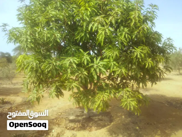 للبيع خمسة  فدان مانجو  في السويس