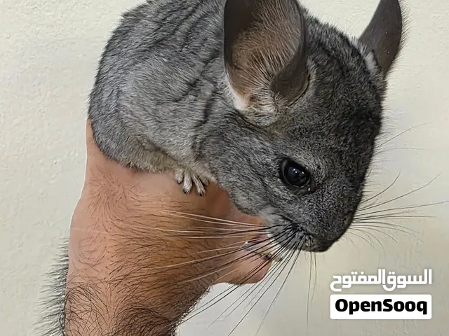 شانشيلا العمر 4 شهور Chinchilla السعر 1500