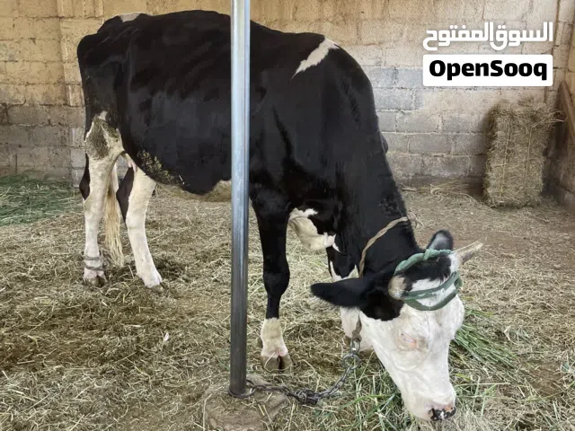 بقره تهجين جيرزي هولندي