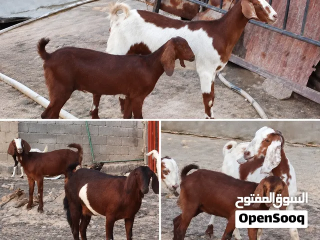 بسم الله 6صخول 3 امهات وكلهن حبل والشامية واصلة كلش وراهن 3 انثايه
