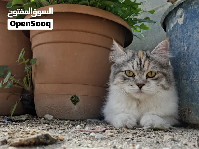 قطة شنشيلا  الفارعة طوباس