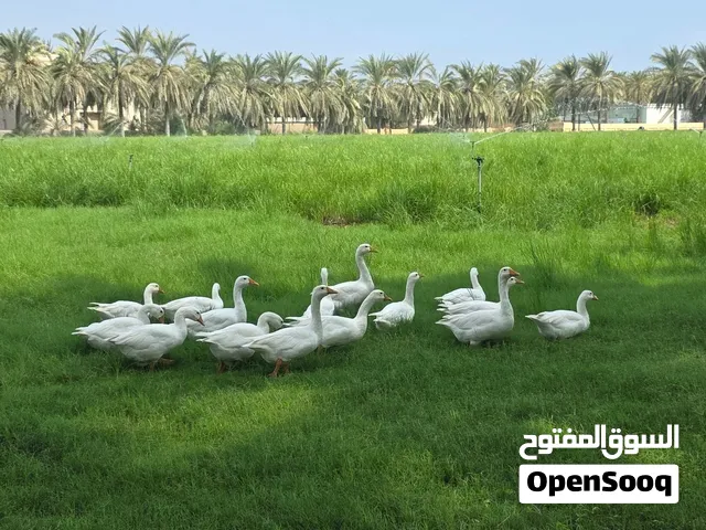 وز ابيض خالص منتج وحاضن ويفرخ بغيته للزينه ينفع بغيته لحم ينفع لذيذ ومشحم