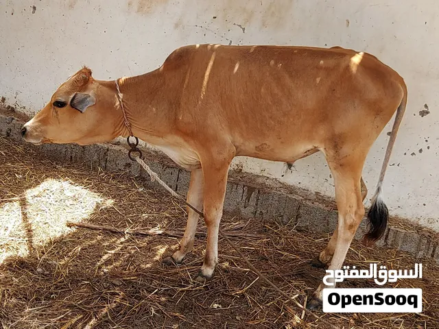 عجول للبيع وعجله