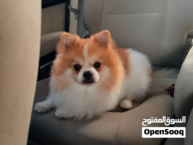Pomeranian male
