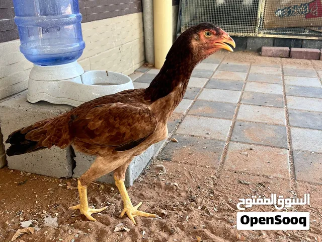 Pure Pakistani Aseel hen Ready to lay eggs