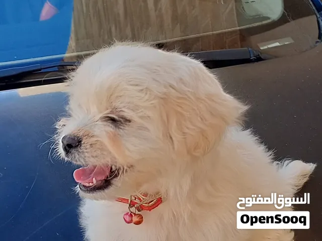 كلاب للبيع