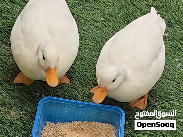 بط قزم للبيع
