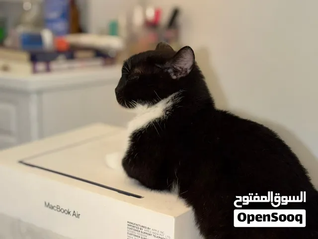انثى منشكن female munchkin 1.5 yrs سنه ونصف