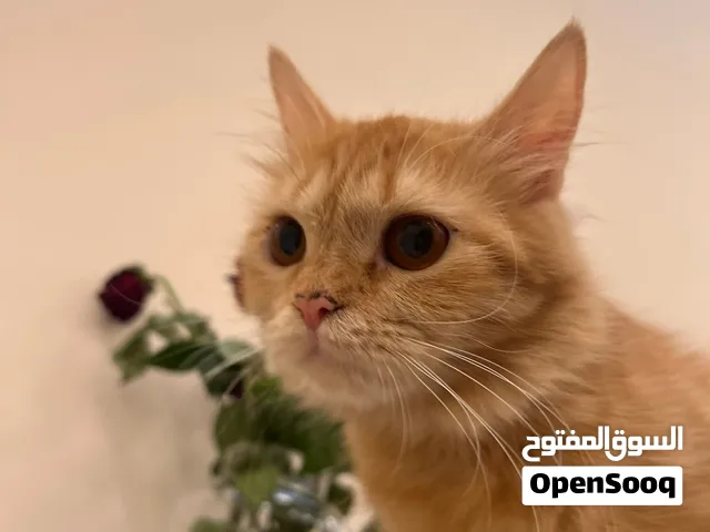 قطه شيرازيه في سن الزواج وجميله وهاديه وبصحه ممتازه فقط العمر سنه