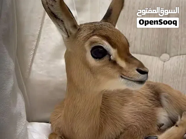 غزلان الدماني