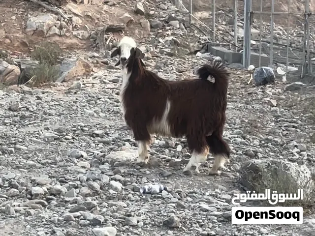 فحل راهي للبيع