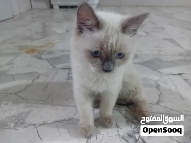 قطة سيامي لل بيع