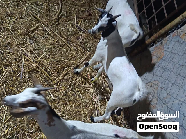 توفرت معي سخلان صلاليه والاسعار مناسبه للجميع تابع الوصف