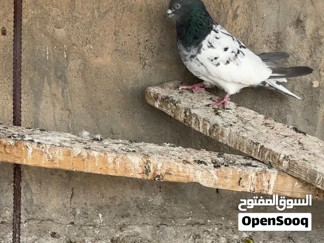 زوجين تور اصليات للبيع يطكن روس