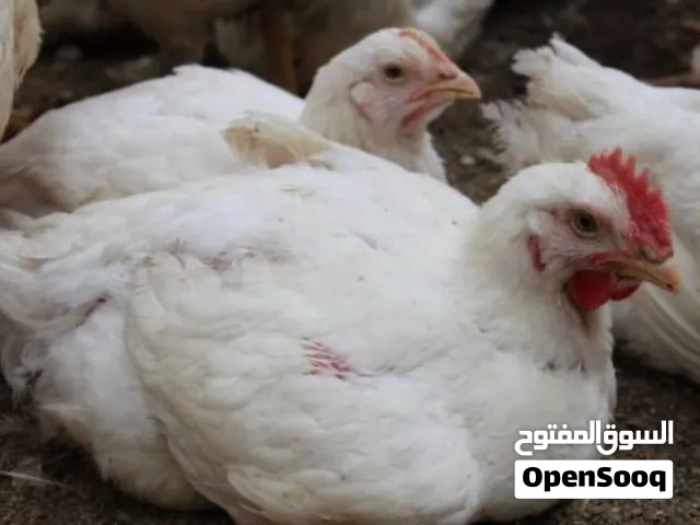 Chicken for sale
