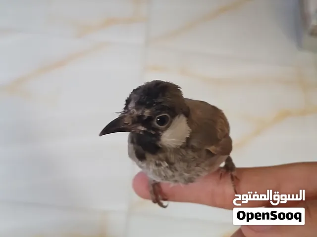 بلبل اليف مع القفص