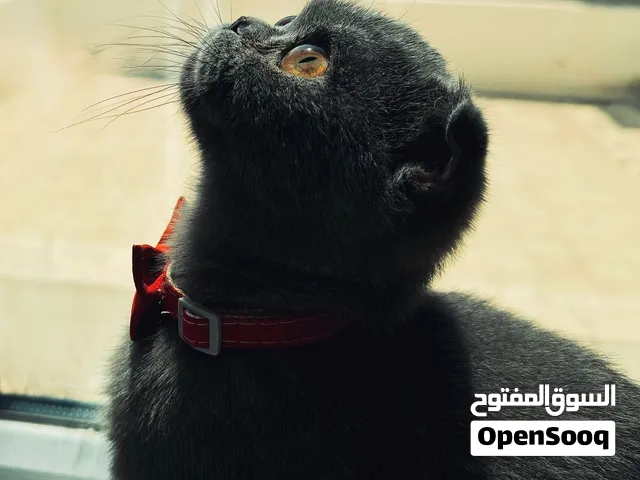 للبيع سكوتش فولد مع جميع ملحقاتها