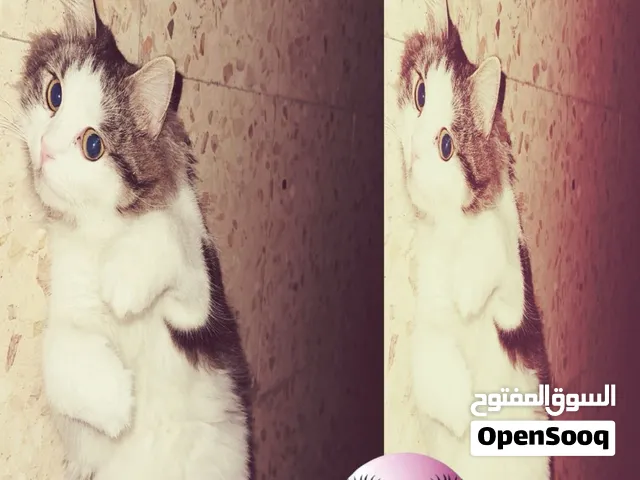 بدي لبستي قط للتبني بنفس الوقت يكون بدو تزاوج