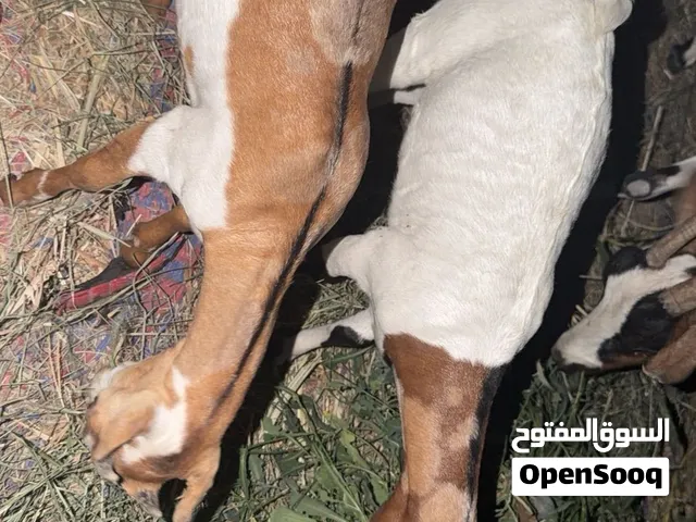توأم صلاليات