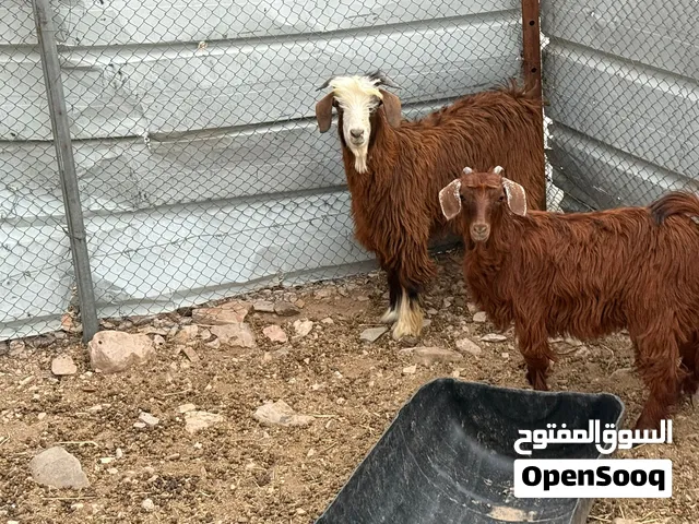حلال بني سعيد