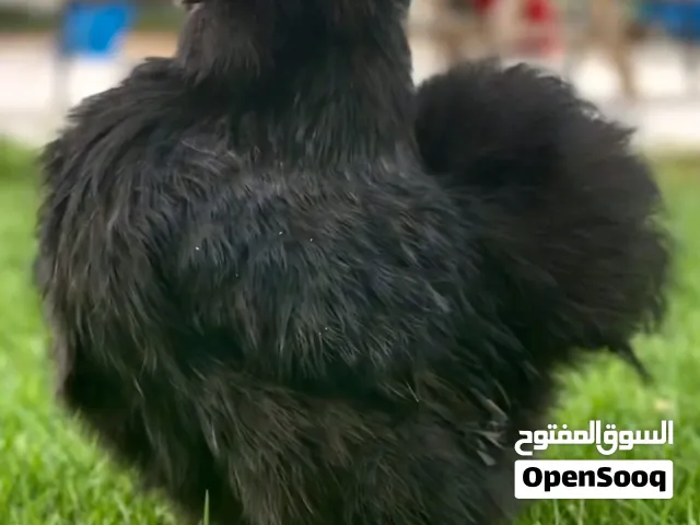 متوفر انتاجات دجاج السلكي الاسود الحريري الامريكي