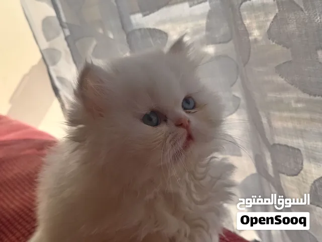 قطط شيرازي