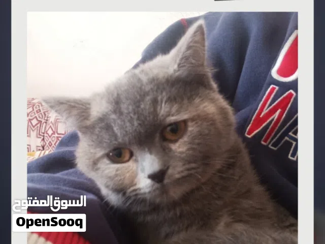British short hair blue female kitten