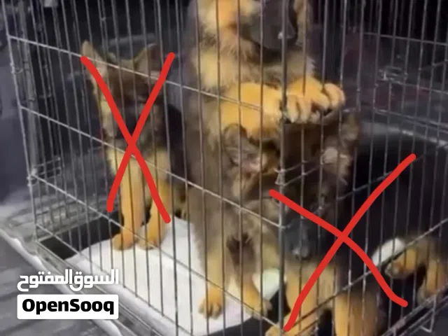جيرمن شيبرد شو لاين لونق هير بلاك فيس مستوى جدا جدا قوي انثى ماخذه اول جرعه تطعيم 5kوالجاد فاله طيب