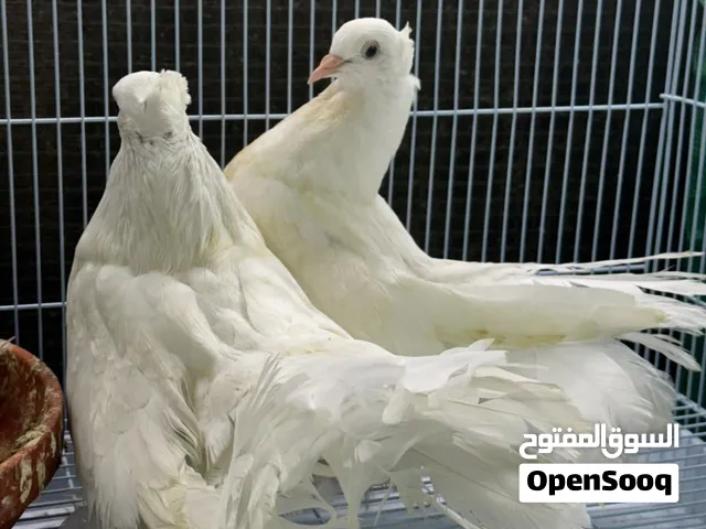 للبيع حمام زينه مشكل