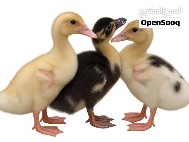 Ducks aged 1 month