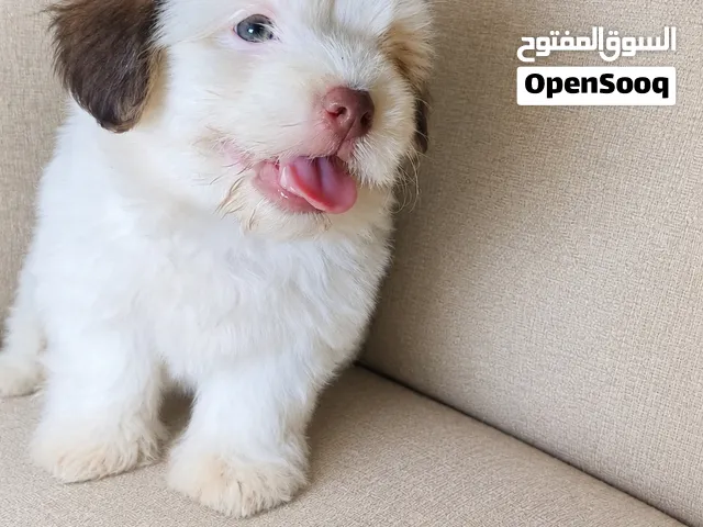 هفانيز كلاب