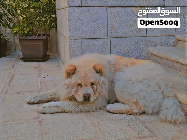 Chow chow كلبه انثى نوع