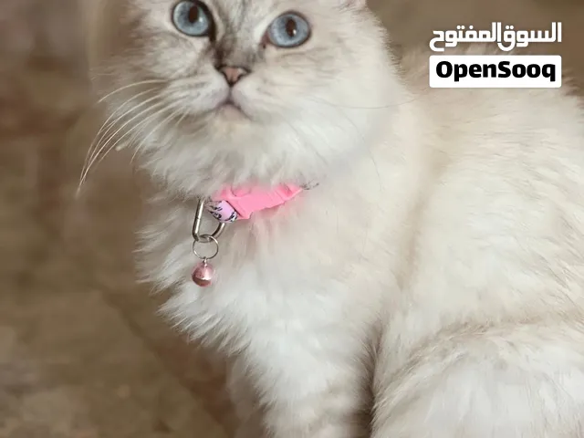 قطة شيرازي بيور