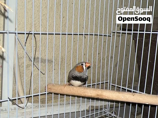 ذكر زيبرا منتج شرط حجم يملى العين