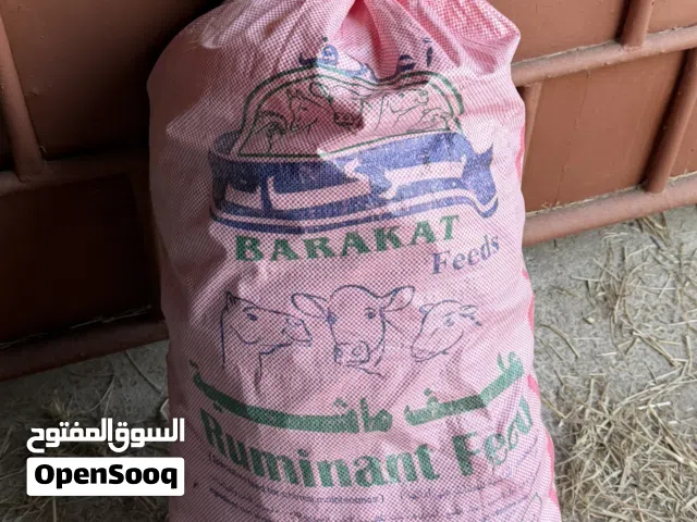 خبز للبيع الجواني الحجم الكبير
