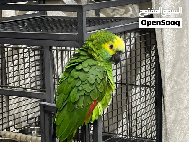 للبيع كاسكو بلو سعر 290