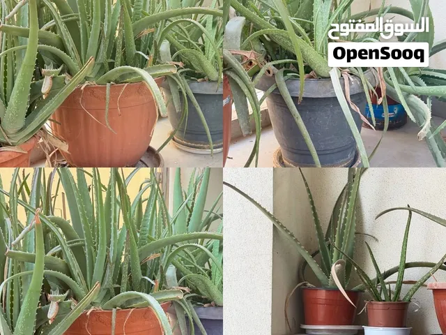 Big good quality Aloe Veras