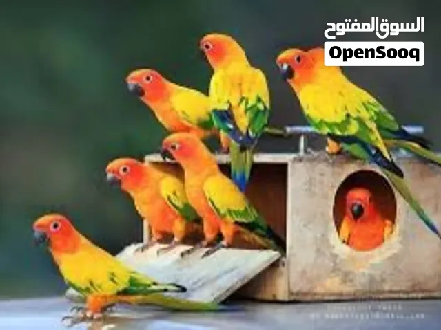 فروخ صن كنيور وكويكر انتاج محلي