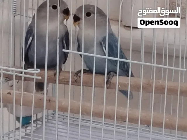 طيور روز مفطومين