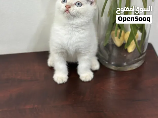 برتش شورت هير وسكوتش فولد
