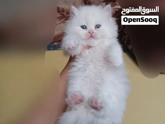قطط شيرازي بيور مستوى فخم جدا