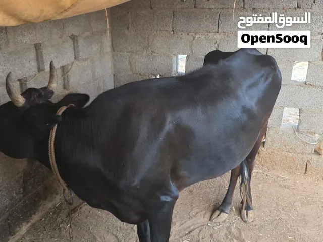 بقرة عشار 5 شهور