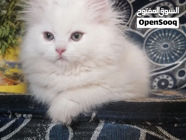 قطة انثى شيرازي شيرازي بيور ابيض عمر شهر و20 يوم نظيفه وأليفه وصحتها ممتازه