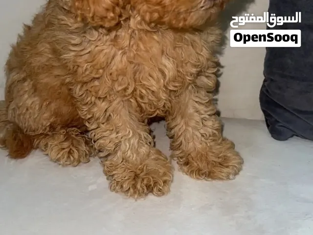 Toy poodle 3 months