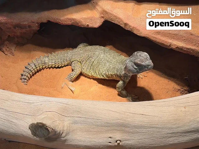 Uromastyx for Sale
