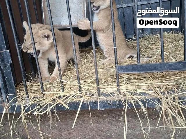 اشبال للبيع مشاء الله