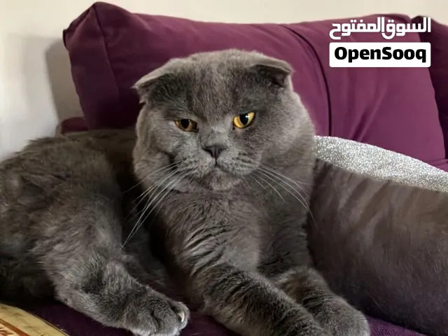 قططة نضيفة جداً ولعوبة ومتعودة ع اللتر بوكس