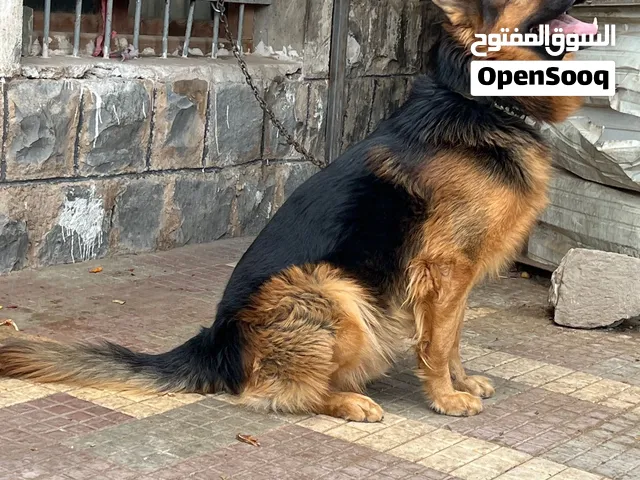 كلب جيرمني