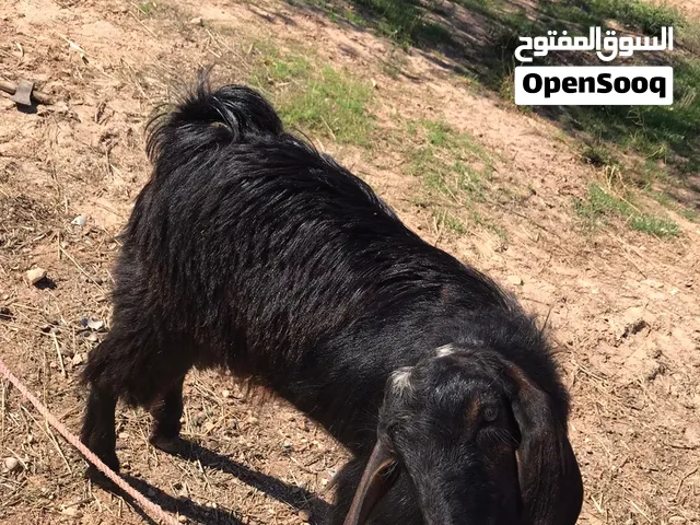 جدي للبيع السعر 1600